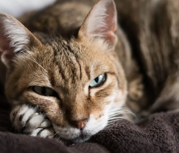 Conditions That Affect Older Cats