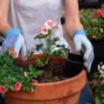 The Perfect Planters: What to Look for In Your Plant Pot Providers