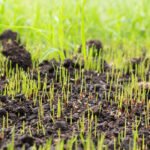 Grass Seed Germination