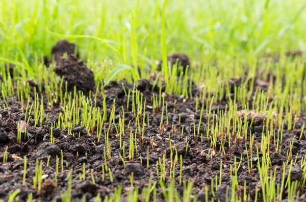 Grass Seed Germination