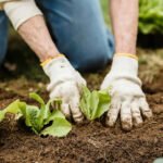 Boosting Vegetable Garden Productivity and Health