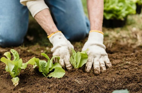 Boosting Vegetable Garden Productivity and Health
