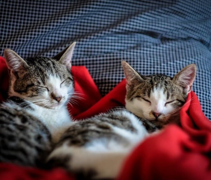 Common Pet Health Problems and How to Prevent Them