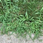 Top 5 Lawn Weeds in Utah & How to Get Rid of Them