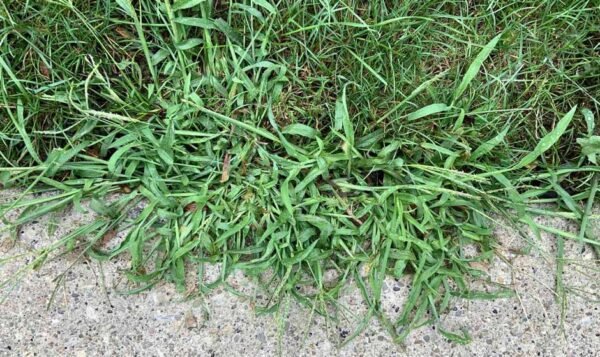 Top 5 Lawn Weeds in Utah & How to Get Rid of Them