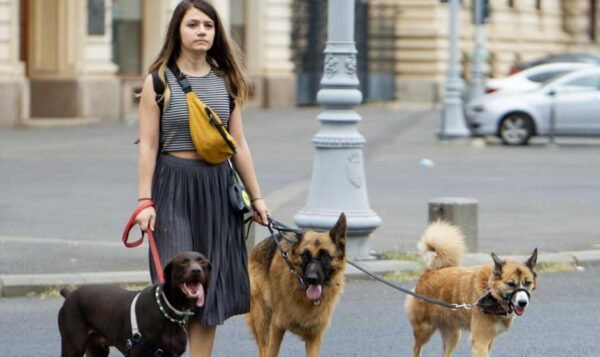 Loving Pet Sitter Personalized Care for Your Pets