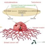 Targeting Hormones
