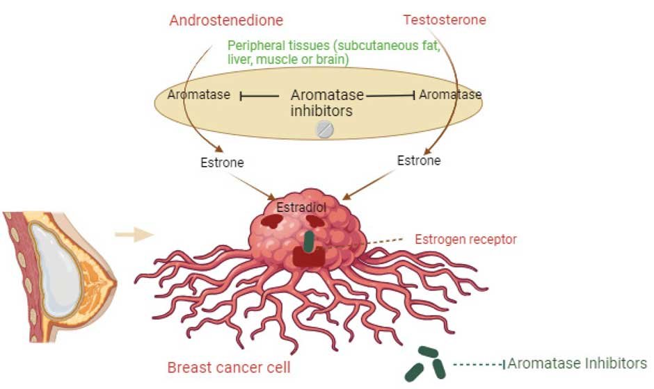Targeting Hormones
