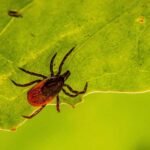 The Hunter's Guide to Insect Deterrents That Won't Blow Your Cover