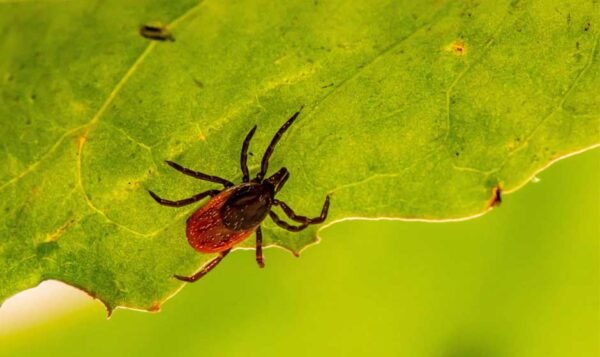 The Hunter's Guide to Insect Deterrents That Won't Blow Your Cover