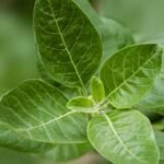 What Are 5 Health Benefits of Ashwagandha