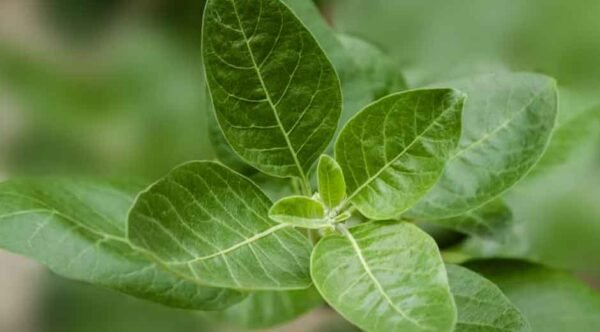 What Are 5 Health Benefits of Ashwagandha