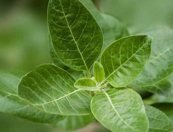 What Are 5 Health Benefits of Ashwagandha