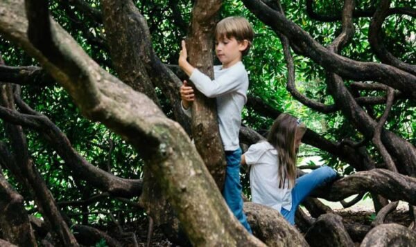 The Many Health Benefits Of Letting Your Kids Climb Trees In Richmond, Australia.