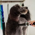 Benefits of Visiting A Professional Dog Groomer