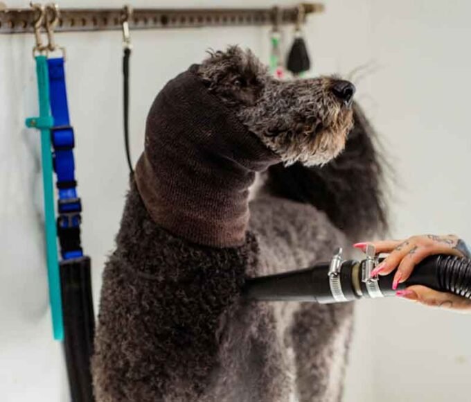 Benefits of Visiting A Professional Dog Groomer