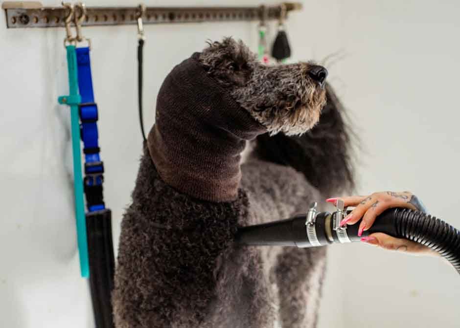 Benefits of Visiting A Professional Dog Groomer