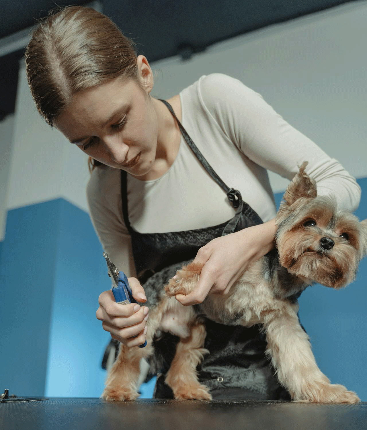 Signs-That-Your-Pet-Would-Benefit-F