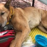 Essential Gear to Keep Your Dog Safe and Stylish on Everyday Walks