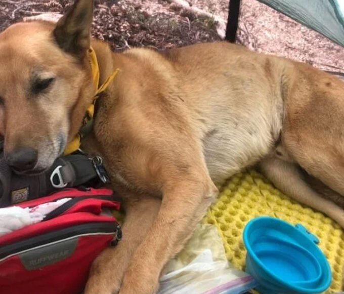 Essential Gear to Keep Your Dog Safe and Stylish on Everyday Walks