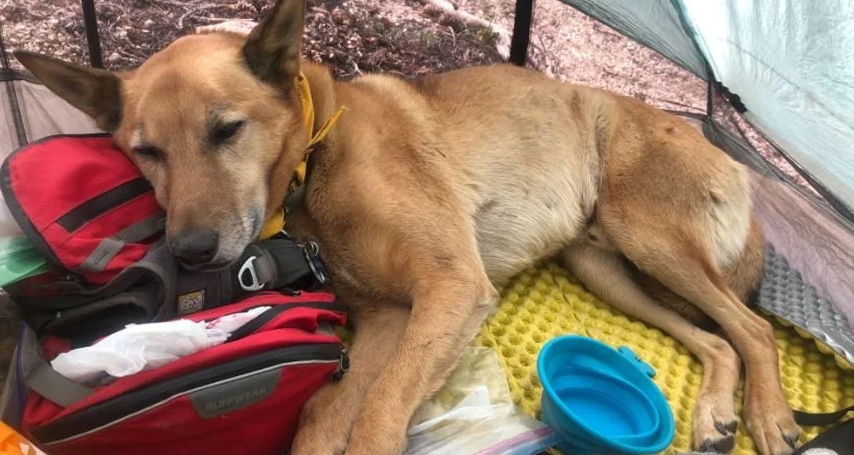 Essential Gear to Keep Your Dog Safe and Stylish on Everyday Walks